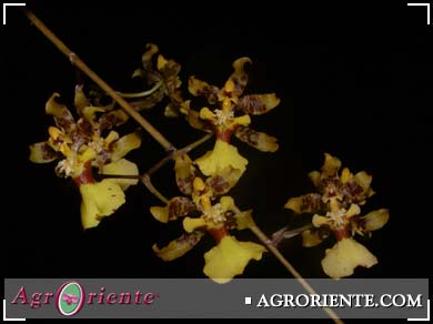 Orqudeas - Oncidium baueri